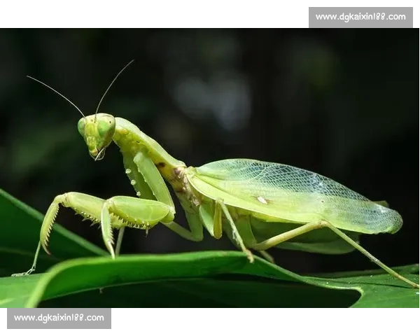 终点线前的 “螳螂”：跑者的失控与释放