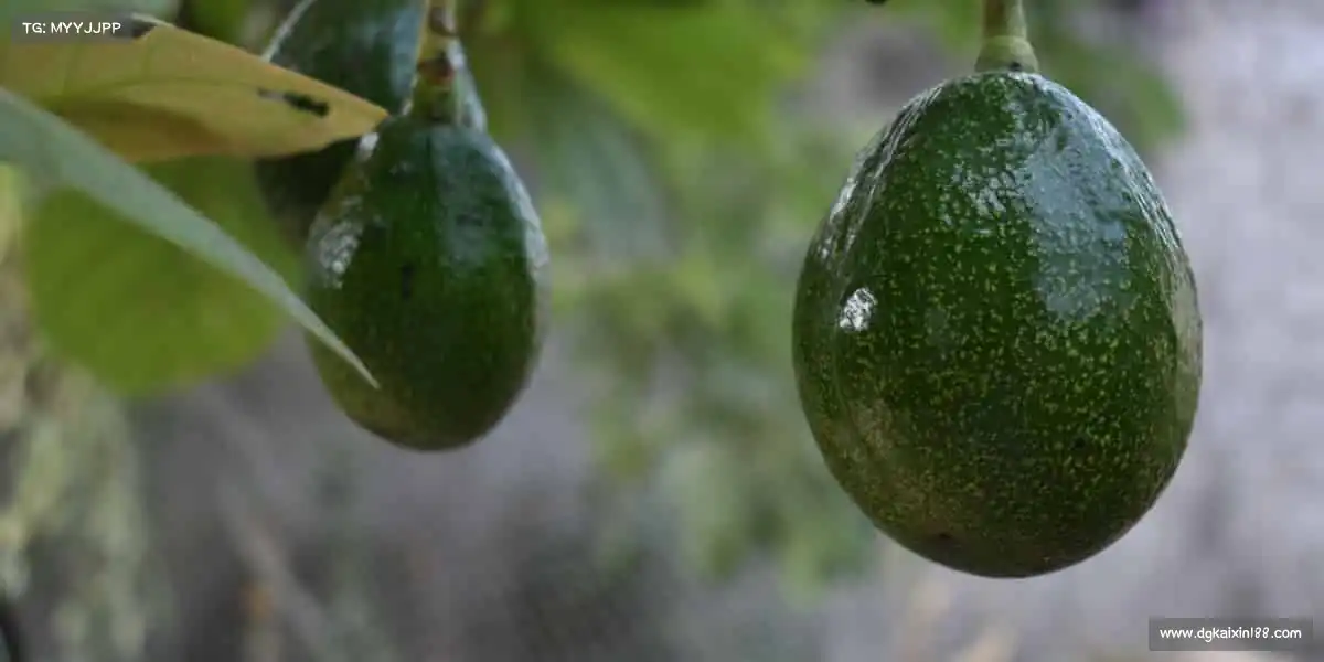 <strong>必一运动官网</strong>🥊无论是赛场拼搏，还是日常锻炼，这里总有属于你的精彩！